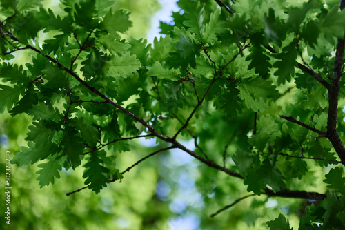 The green leaves of the oak tree on the branches glow against the blue sky, the sunlight. Planet ecology flora