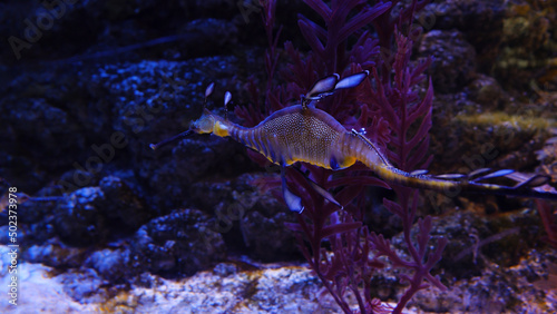 Seahorse swimming in colorful coral reef. Bright beautiful sea horse in an aquarium around corals