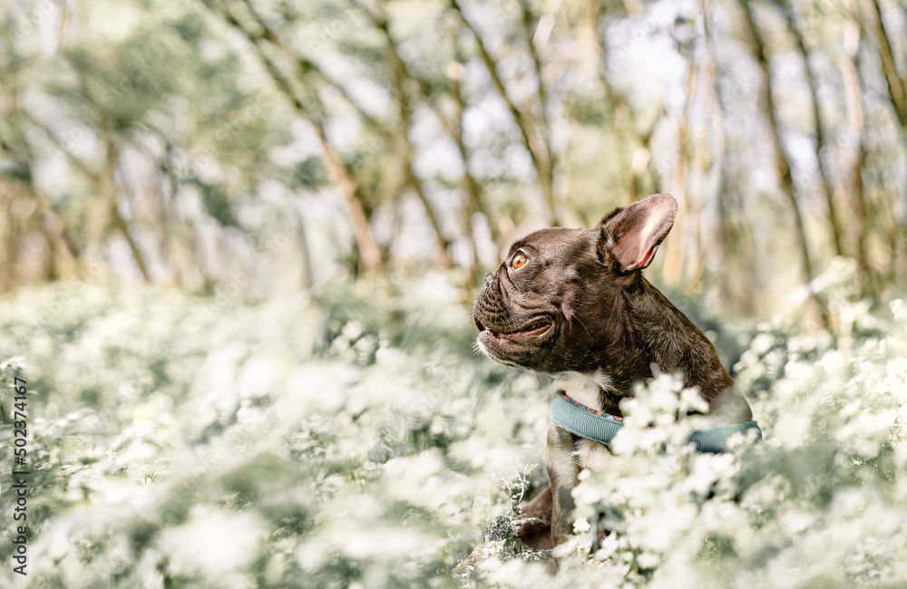 French bulldog dog n white flowers French bulldog dog n white flowers