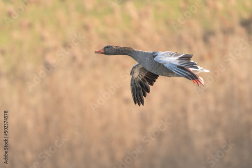 Graugans im Flug