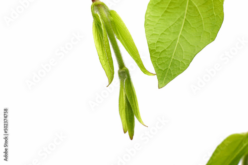 green leaves isolated on white background
