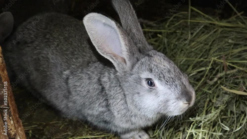 Gray rabbit in front of the rabbit barn Gray rabbit in front of the rabbit barn