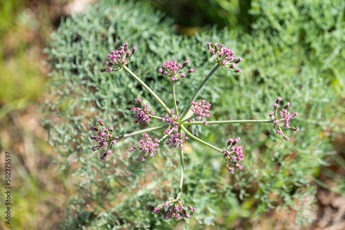 Desert Parsley in Oregon