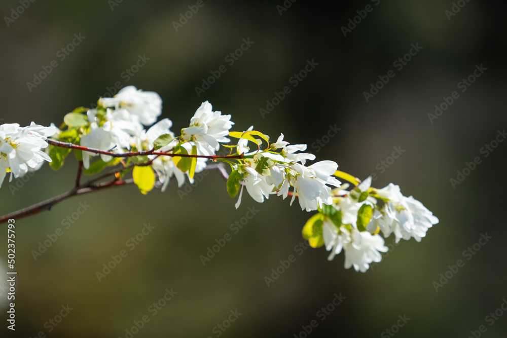 Service berry plant Service berry plant