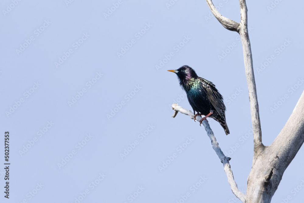 Fototapeta premium Colorful European starling bird perched on a tree on an early spring morning