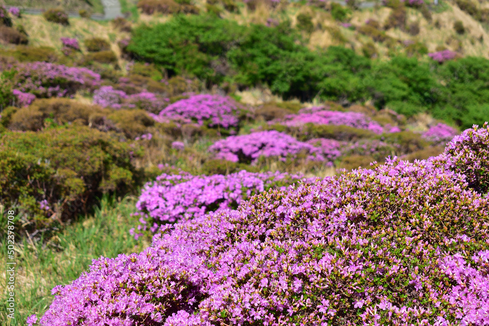 Up of Miyama Kirishima that grows naturally in the mountains Up of Miyama Kirishima that grows naturally in the mountains