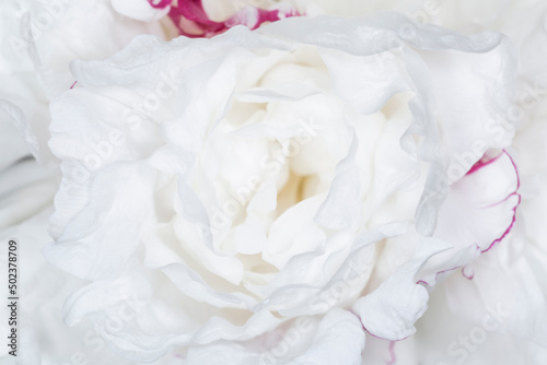 close up of white peony © romantiche