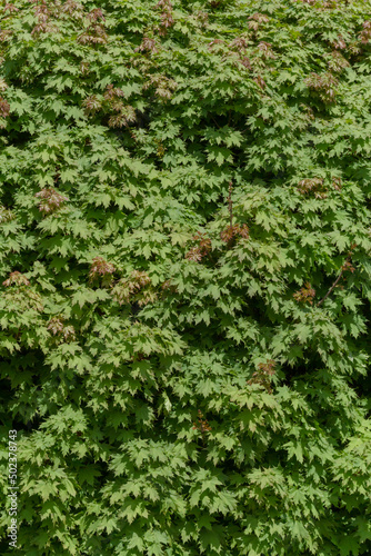 green foliage of maple tree at spring