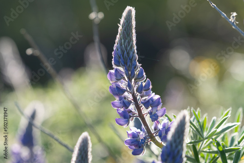 Lupine wildlflowers as seen in Oregon photo