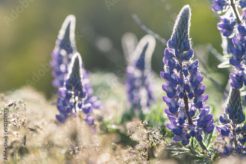 Lupine wildlflowers as seen in Oregon photo