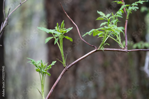 Rocky mountain maple in Oregon