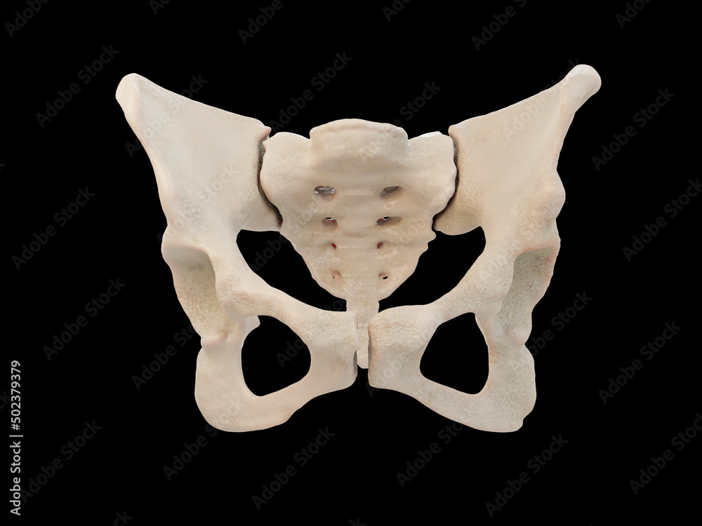 medical accurate illustration of the hip bone, human pelvis, femur