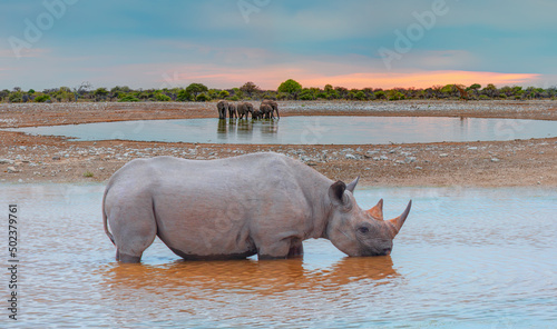 Rhino drinking water from a small lake - Group of elephant family drinking water in lake at amazing sunset - Etosha National Park  Namibia  Africa 