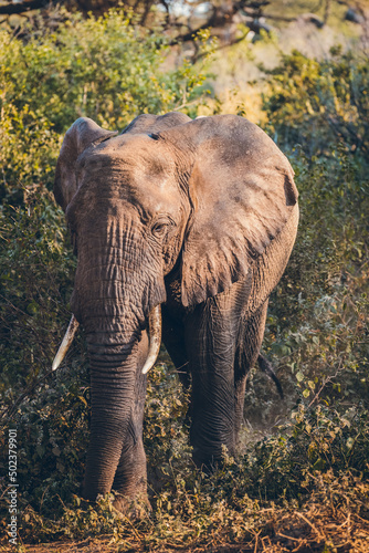 Animaux d'Afrique