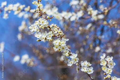 Blossoming of an apple-tree...