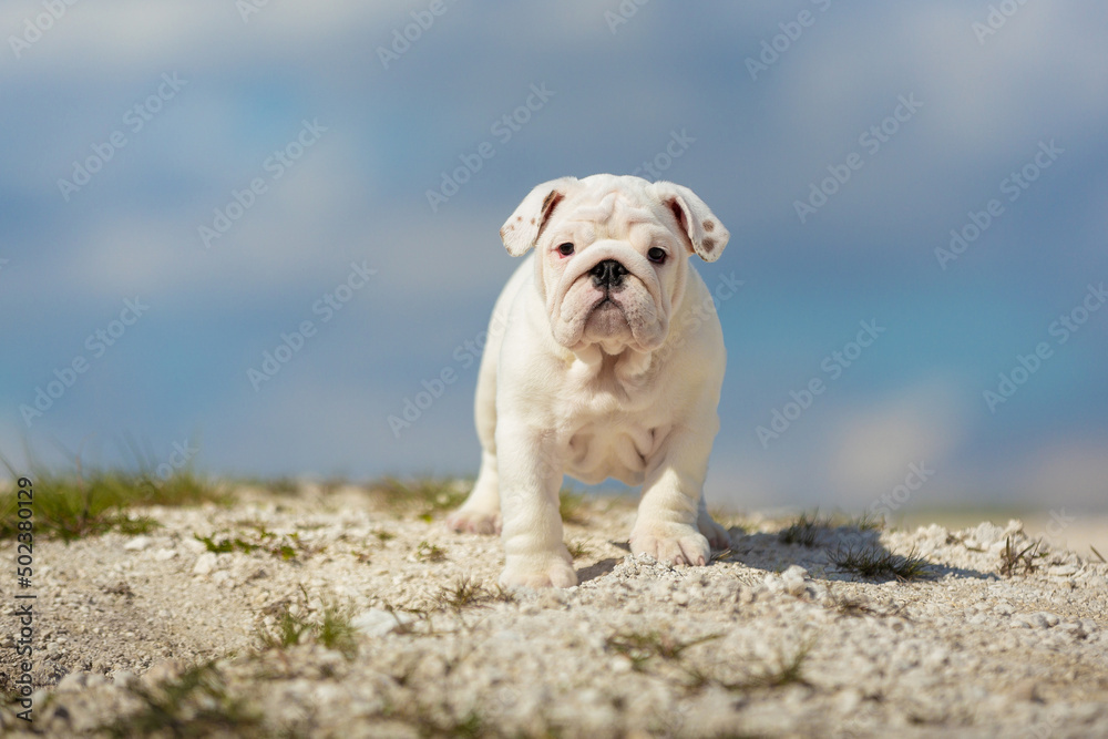 Gorgeous white english bulldog puppy