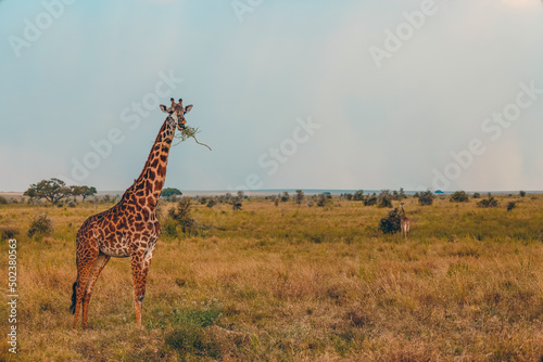 Animaux d'Afrique