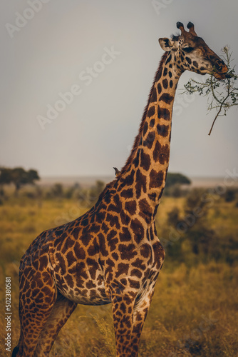 Animaux d Afrique