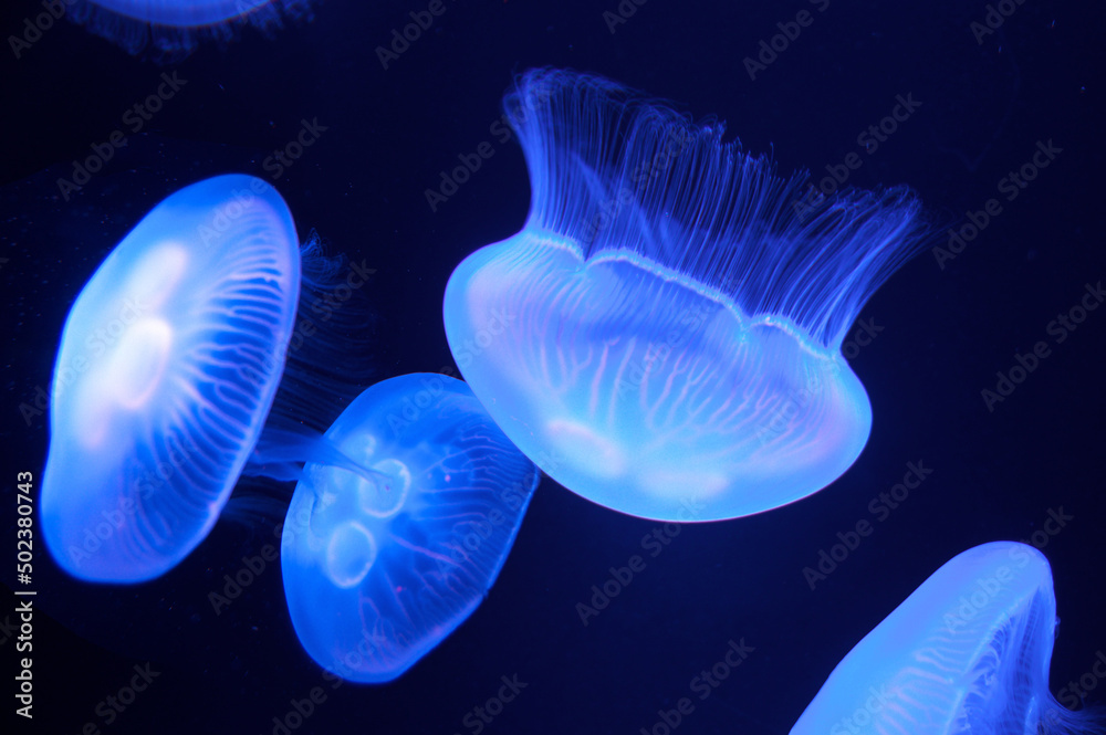 京都水族館のクラゲ水槽 京都水族館のクラゲ水槽