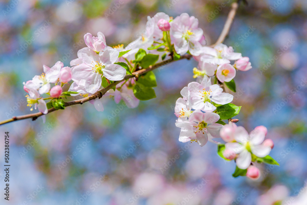 Fototapeta premium cherry blossom in spring