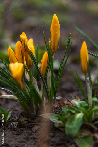 Close-up view of closed orange Crocus olivieri flowers with green leaves growing from ground and covered with small water drops. Selective focus. Springtime theme. photo