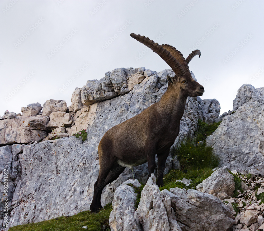 Male mountain goat (Ibex) relieving himself. A male mountain goat in the Italian Alps relieving himself, while a visitor is arriving.