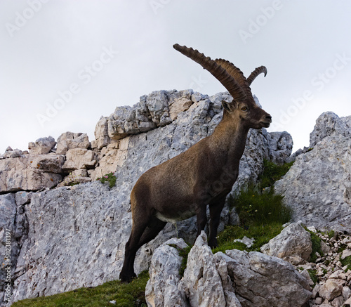 Male mountain goat  Ibex  relieving himself. A male mountain goat in the Italian Alps relieving himself  while a visitor is arriving.