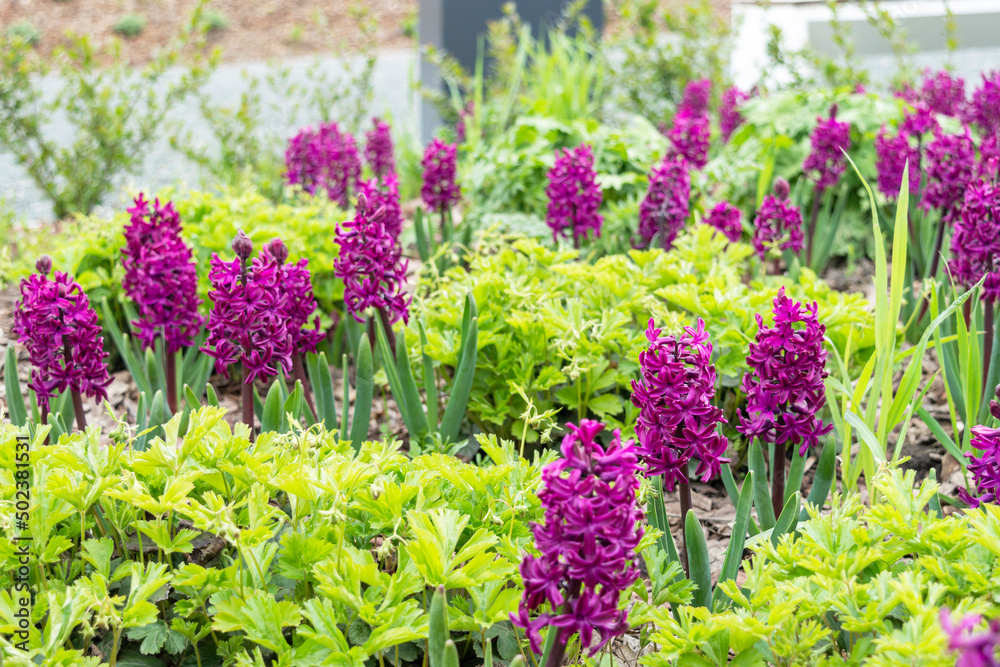 Obraz premium Beautiful field with bright large pink-purple hyacinths in close-up against the background of green foliage of geraniums and ornamental cereals. Photo with bulbous early plants in the park in spring.