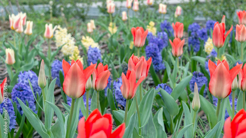 A lot of bright colorful buds of botanical tulips on a background of blue and yellow hyacinths. Photo of bulbous early plants in the park in spring.