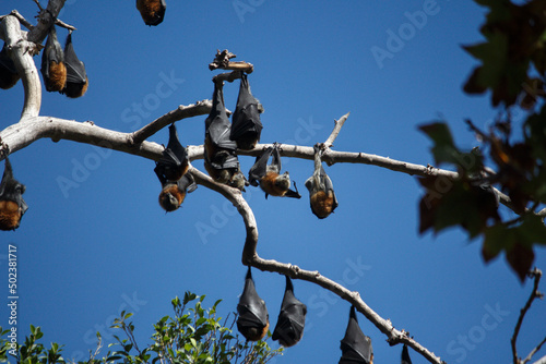 Flying Fox’s hanging in tree