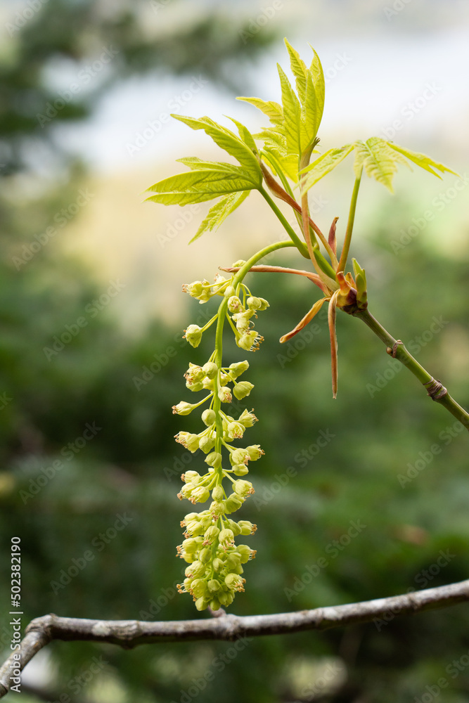 Obraz premium Rocky mountain maple in Oregon