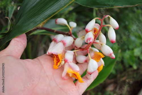 沖縄県宮古島　サンニンの花（月桃）とクモ photo