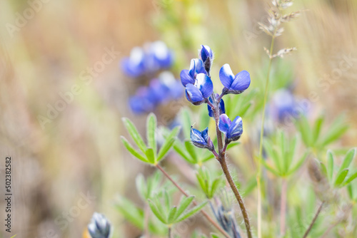 Minature Lupine in Oregon