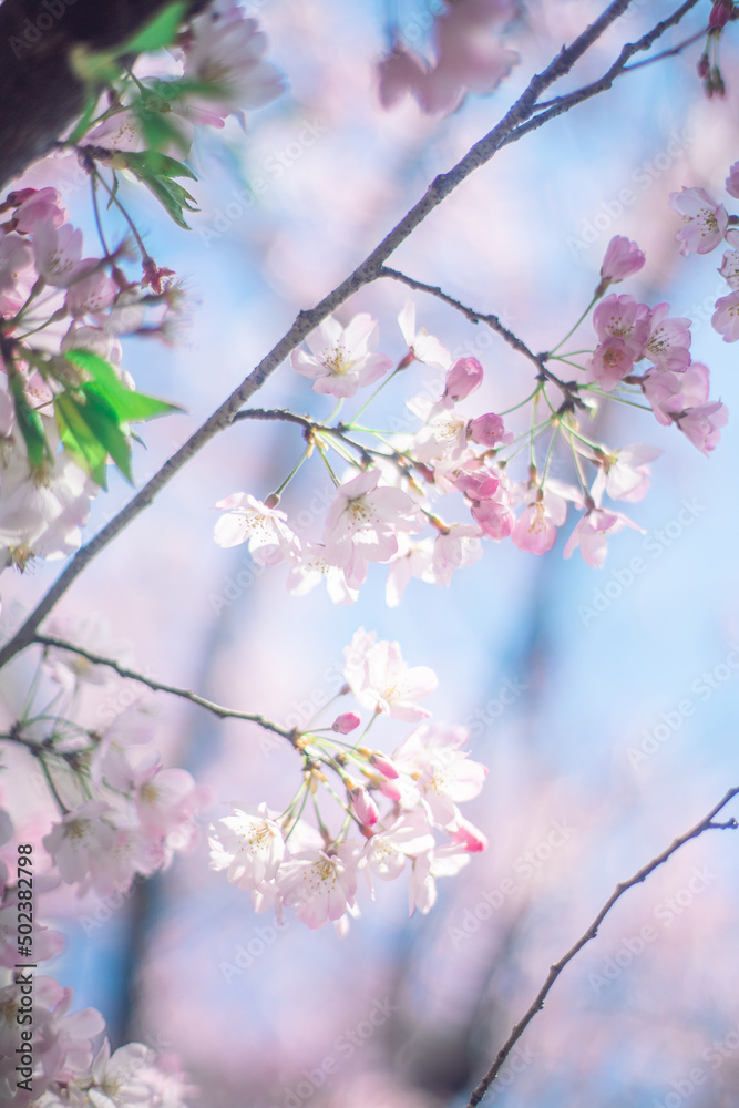 桜 桜
