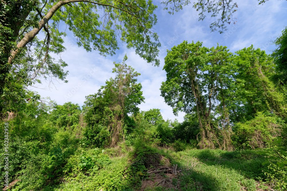 Wood along the mouth of the Morbras river in Ile-De-France region. Bonneuil-sur-Marne city Wood along the mouth of the Morbras river in Ile-De-France region. Bonneuil-sur-Marne city