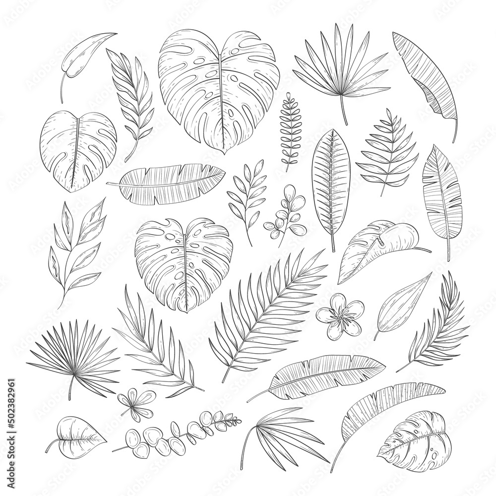 Hand drawn tropical leaf. Vector set of line leaves of tropical plants in sketch style. Collection for summer botanical illustrations, print, banner, wedding. Banana, palm and monstera leaf.Jungle set Hand drawn tropical leaf. Vector set of line leaves of tropical plants in sketch style. Collection for summer botanical illustrations, print, banner, wedding. Banana, palm and monstera leaf.Jungle set