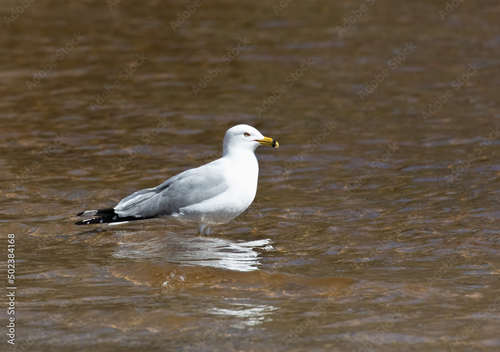 A Ring-billed gull up close in the shallow water at Arrowhead Park Ontario A Ring-billed gull up close in the shallow water at Arrowhead Park Ontario