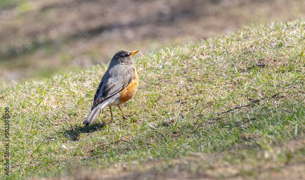 An American Robin (Turdus migratorius) on grass in spring An American Robin (Turdus migratorius) on grass in spring