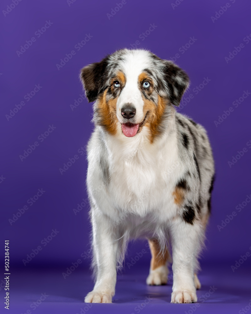 3 color blue merl aussie dog