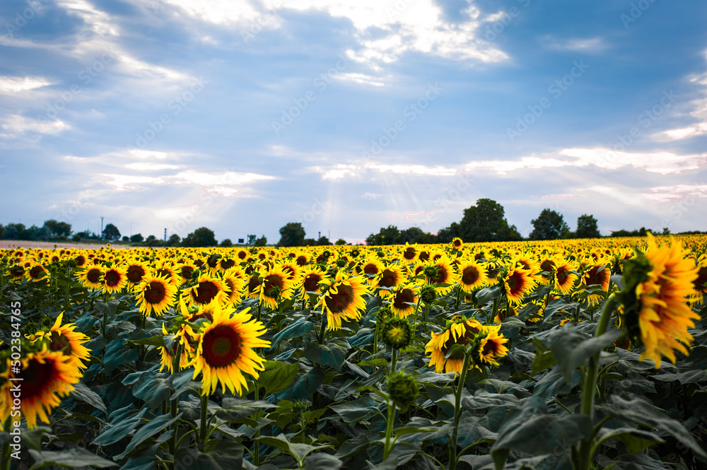 Fototapeta premium summer landscape with an endless field of young sunflowers
