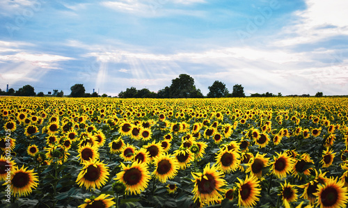 summer landscape with an endless field of young sunflowers