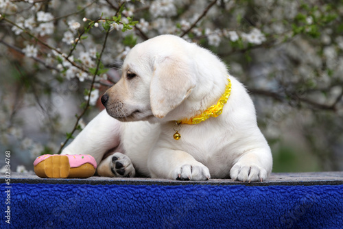 Fototapeta Naklejka Na Ścianę i Meble -  a sweet nice yellow labrador puppy on the blue background