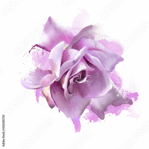 Watercolor purple flower of a single rose isolated on a white background. Watercolor hand-drawn illustration of a sketch of a rose