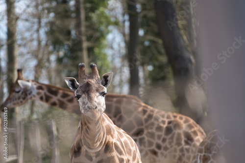 Canvas Print Bright summer day in the Schwerin Zoo in Germany with two giraffes walking aroun