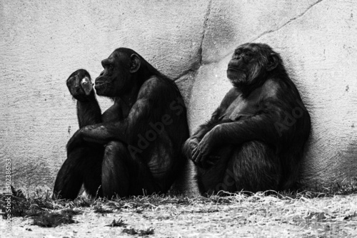 Grayscale shot of a pair of chimpanzees in a park Fototapet