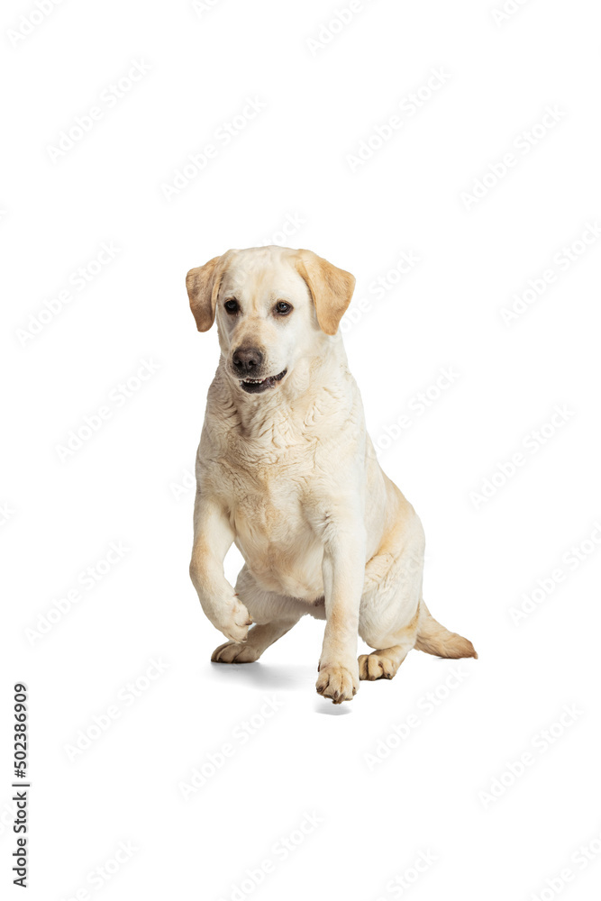 Studio shot of cute dog, cream color Labrador Retriever isolated on white studio background. Concept of motion, action, pet's love, dynamic.