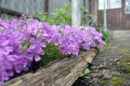 A floral rug made of pink flowers grows on a home flowerbed in the yard  with a wooden border.