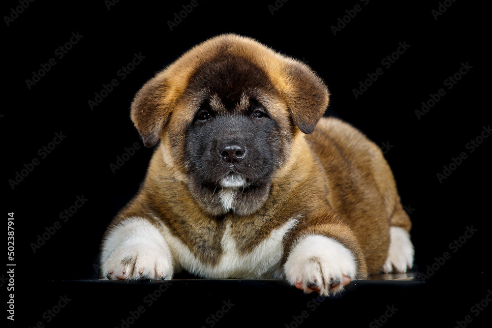 Obraz premium Portrait of a serious little dog