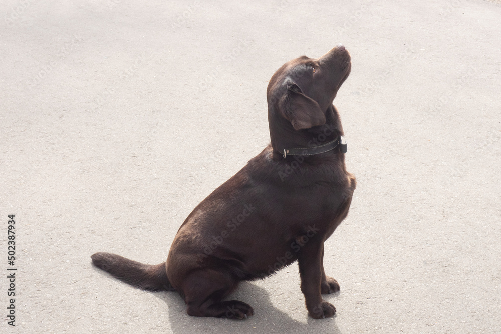 Obraz premium Dog Labrador Retriever in collar sitting and looks up on light asphalt background. Copy space