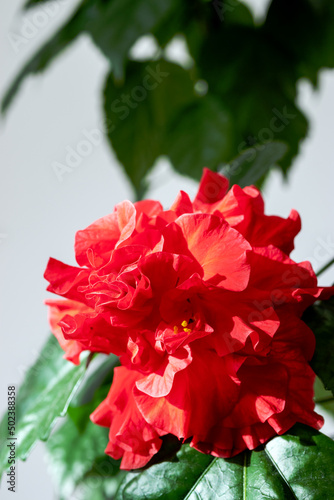 Soft focus of a red petal hibiscus flower on a green plant in the background. Close up.